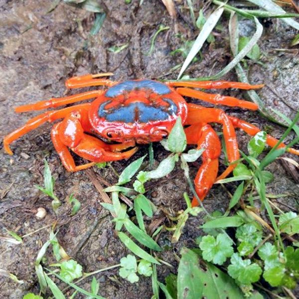 バタフライカニ