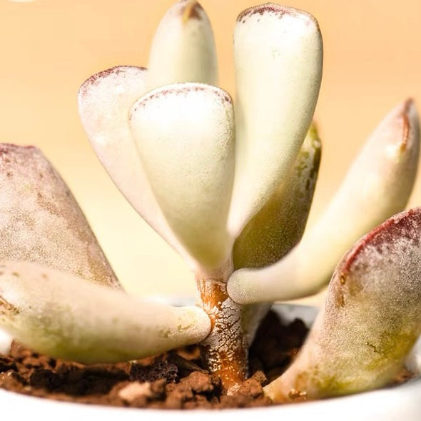 アドロミスクス・トリフローラス(Adromischus Triflorus)