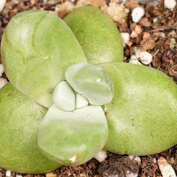 パキフィツム(Dudleya pachyphytum)