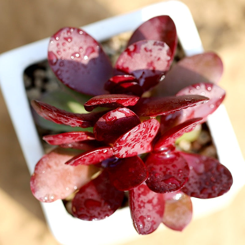 クラッスラ・クラバータ パープルバタフライ Crassula clavata Purple Butterfly