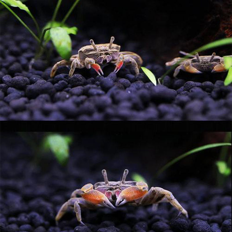 ハラグクレチゴガニ オス