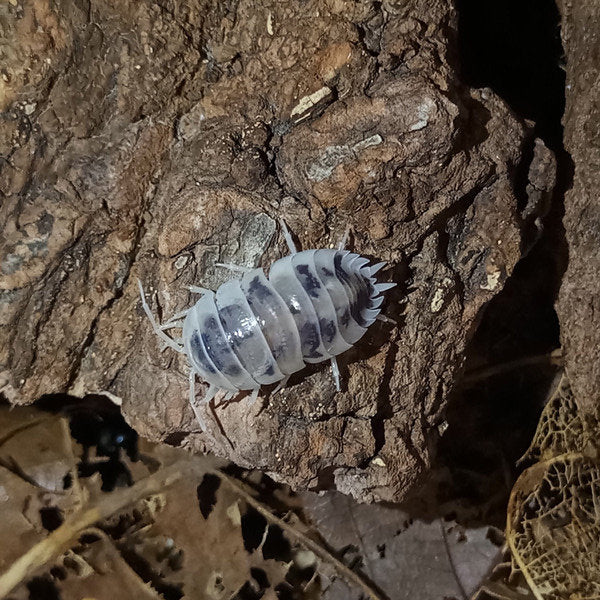 シロウツリ ワラジムシ