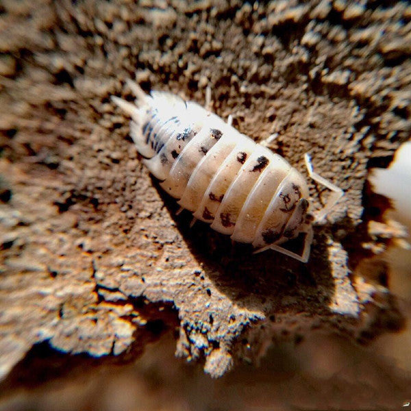 シロウツリ ワラジムシ