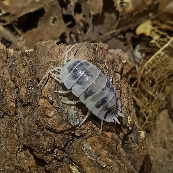 シロウツリ ワラジムシ