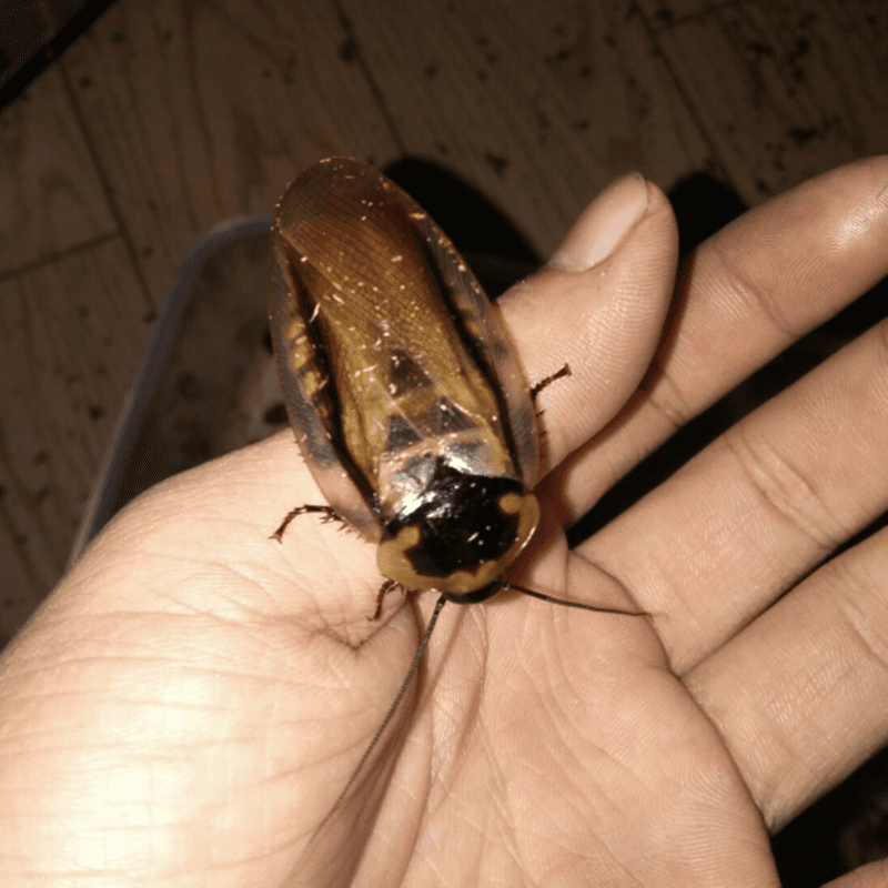 死の頭ゴキブリ