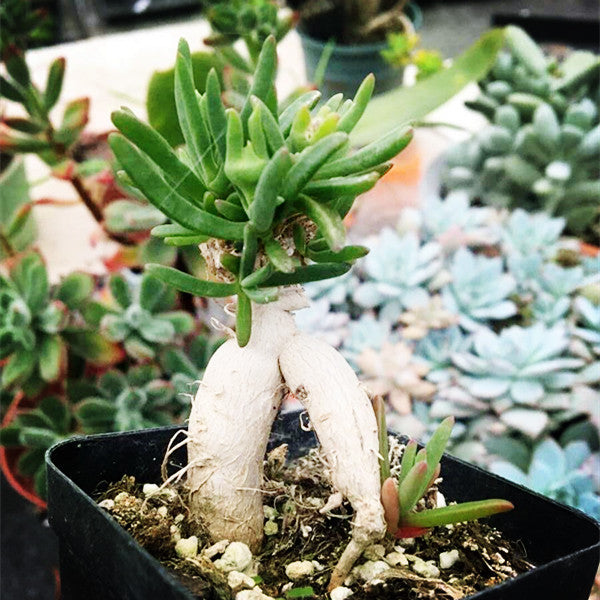 デロスペルマ ボッセラヌム Delosperma bosseranum