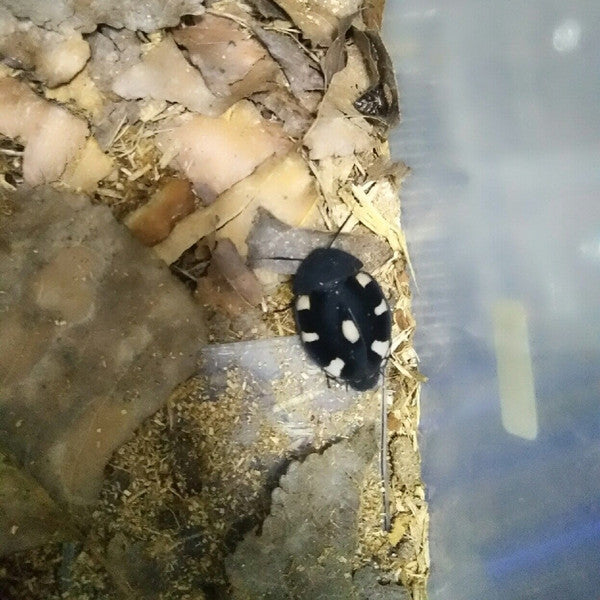 ドミノゴキブリ