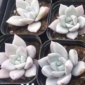 メキシカンジャイアント Echeveria colorata 'Mexican Giant'