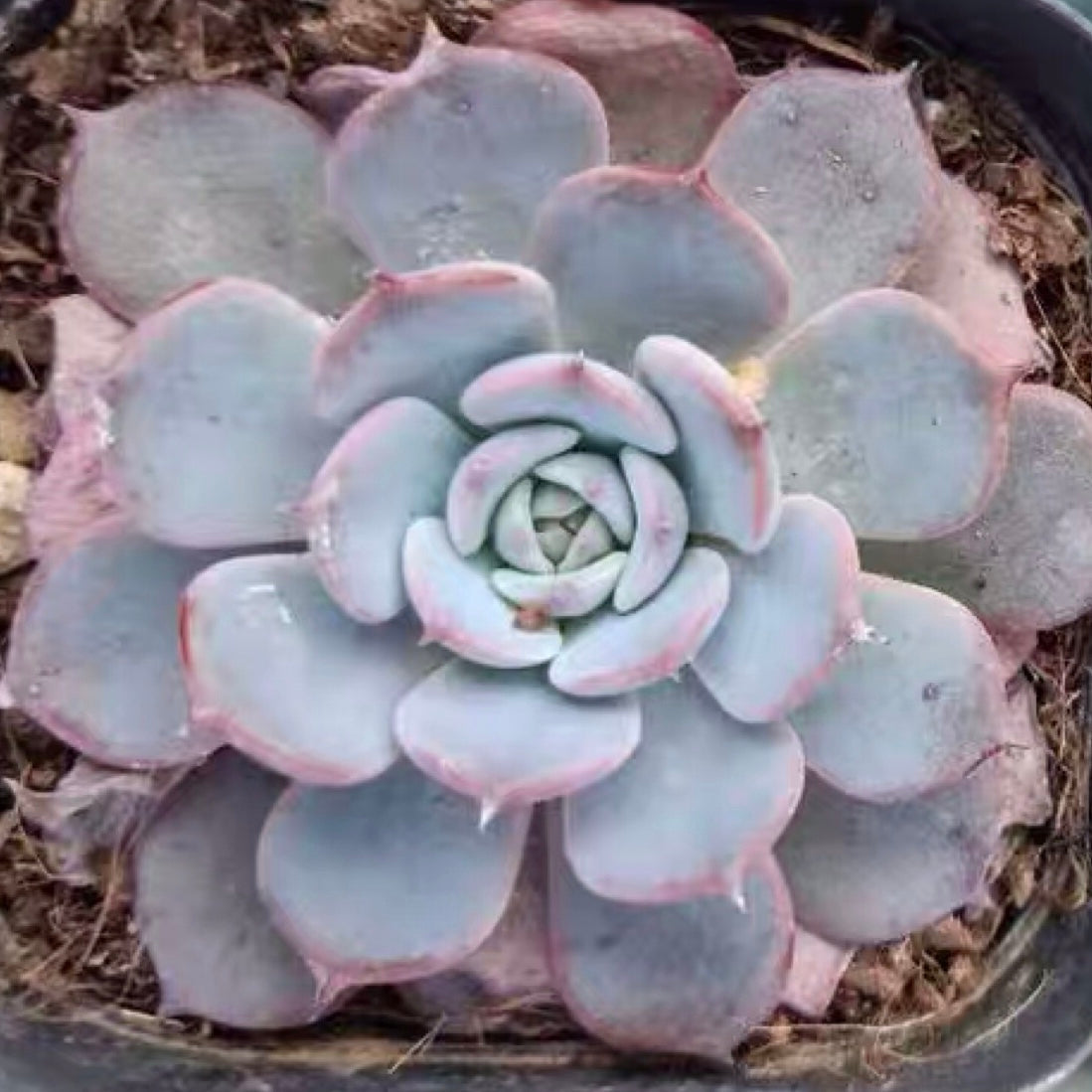 エケベリア ラウレンシス Echeveria 'Laulensis'