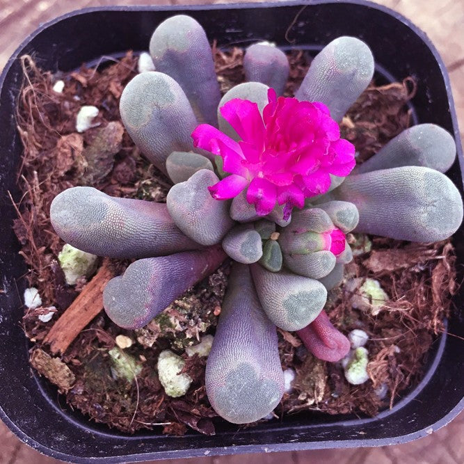 フルチアプルクラ(Frithia pulchra)