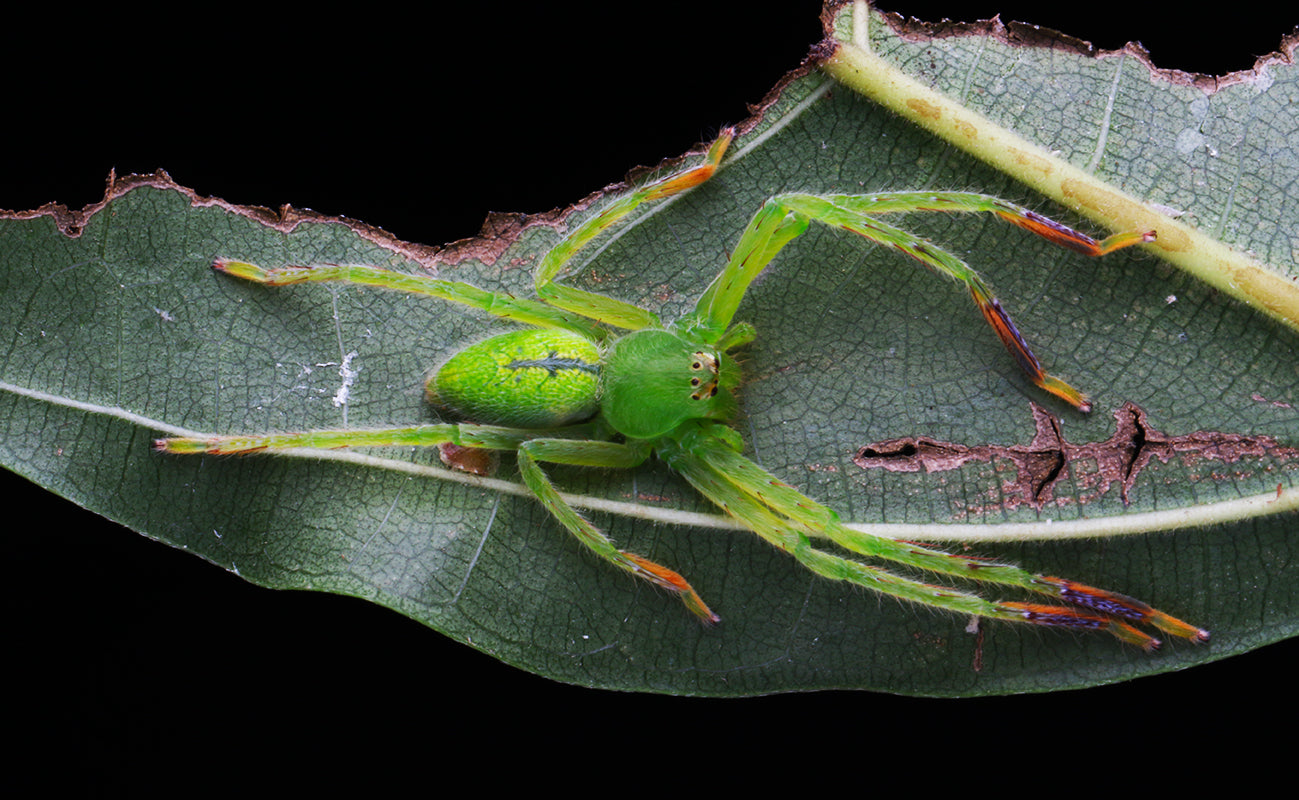 緑アシダカグモ