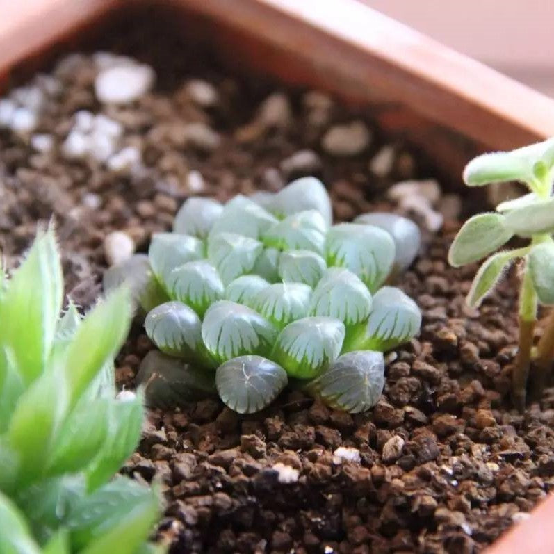 ハオルチア ピリフェラ Haworthia cooperi var. pilifera