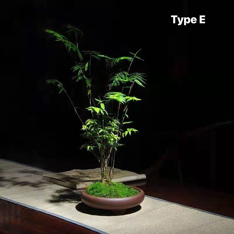 鳳凰竹 盆栽 (Bambusoideae sp)