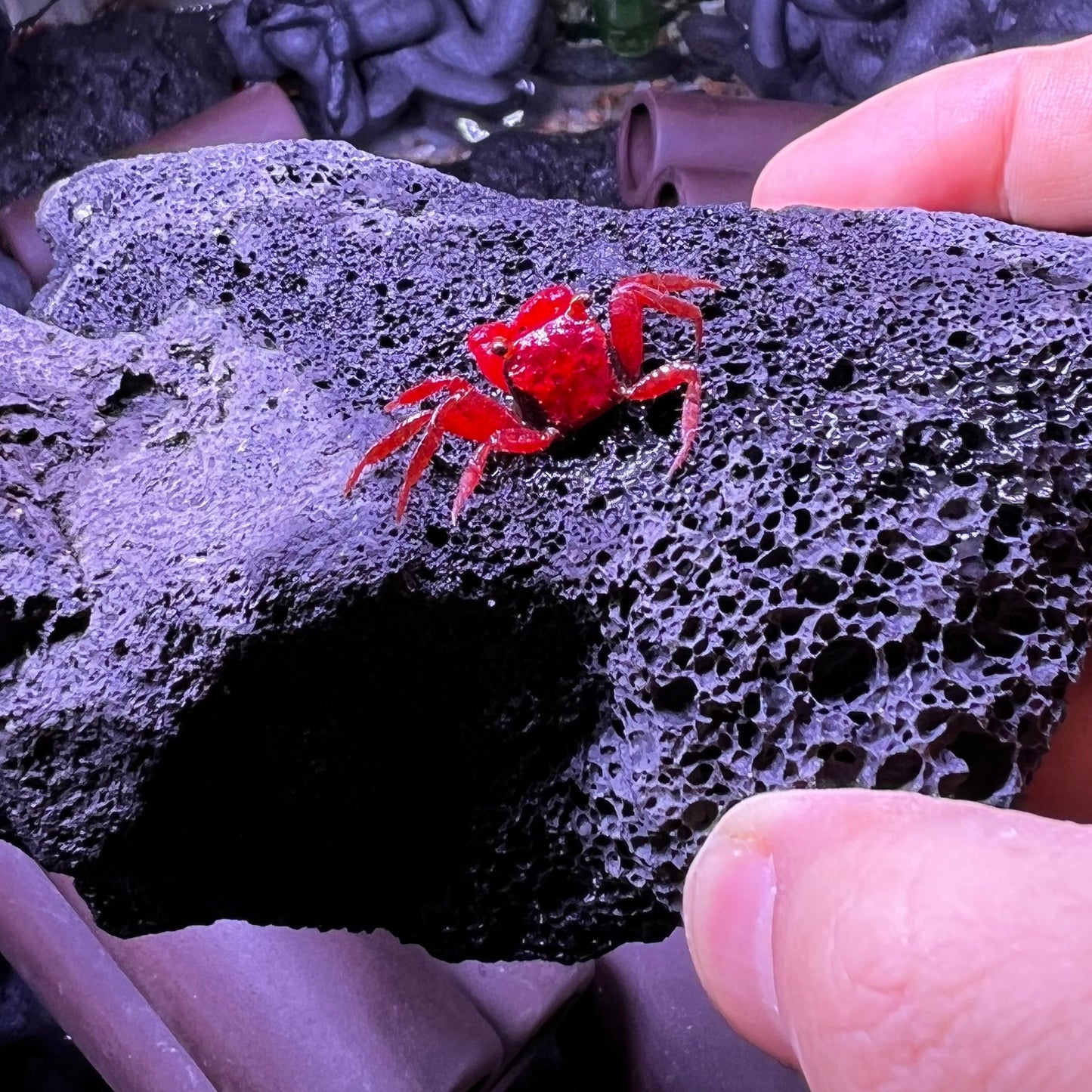 トマトヴァンパイアクラブ Tomato Vampire Crab (Geosesarma “Red Ruby”)