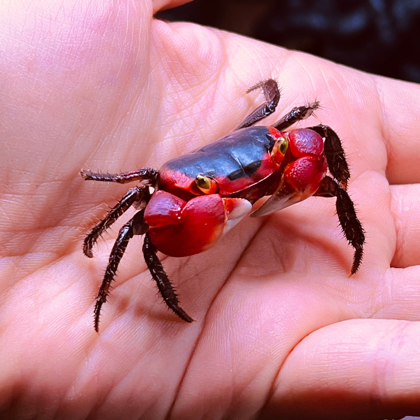 インドネシアアップルクラブ Red Apple Crab ( Metasesarma aubryi )