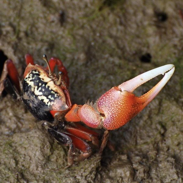 レッド陸クラブ