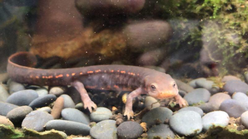 ムハンフトイモリ(Paramesotriton labiatus)