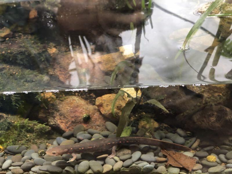 ムハンフトイモリ(Paramesotriton labiatus)