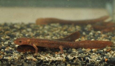 ムハンフトイモリ(Paramesotriton labiatus)