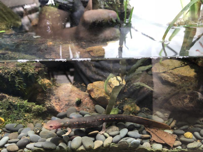 ムハンフトイモリ(Paramesotriton labiatus)