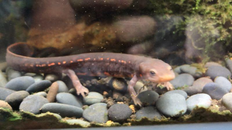 ムハンフトイモリ(Paramesotriton labiatus)