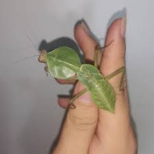 シナシールドカマキリ