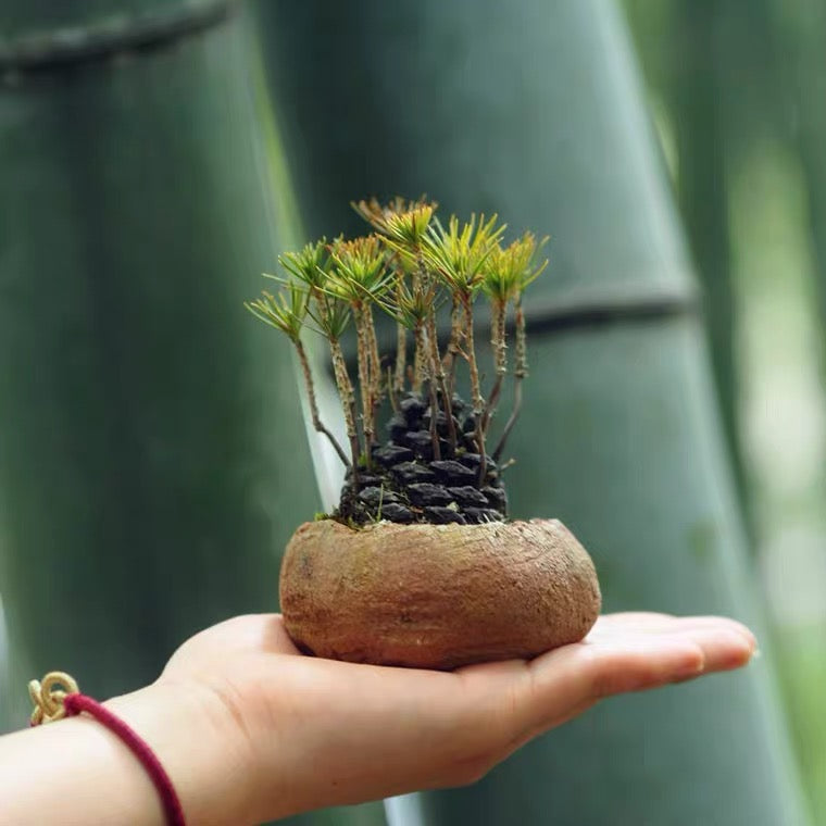 黒松の寄せ植え(松ぼっくり付き) 盆栽