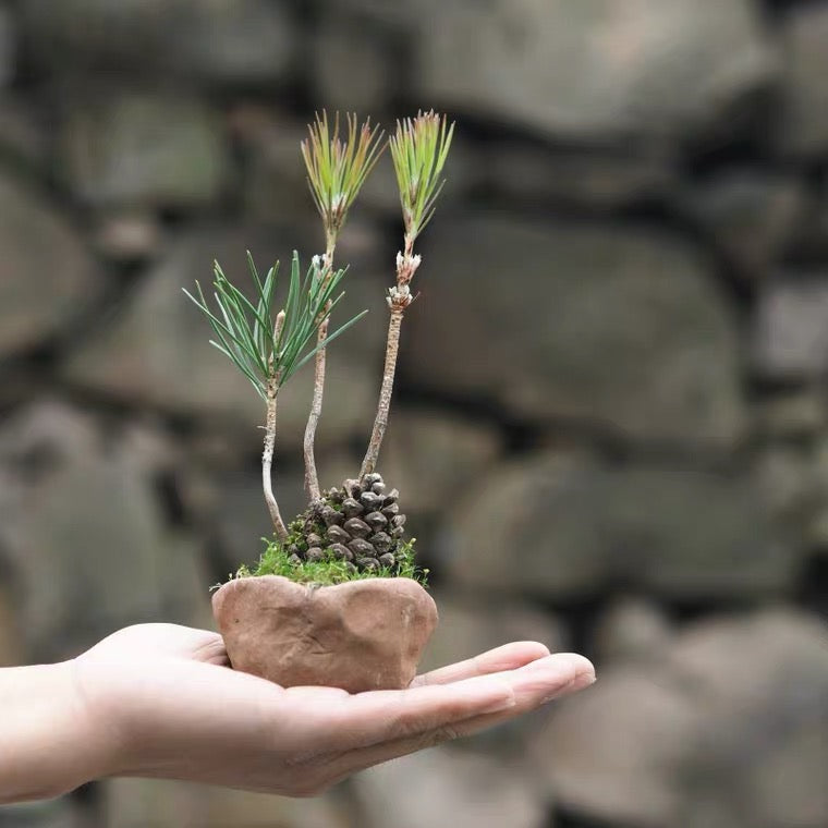 黒松の寄せ植え(松ぼっくり付き) 盆栽