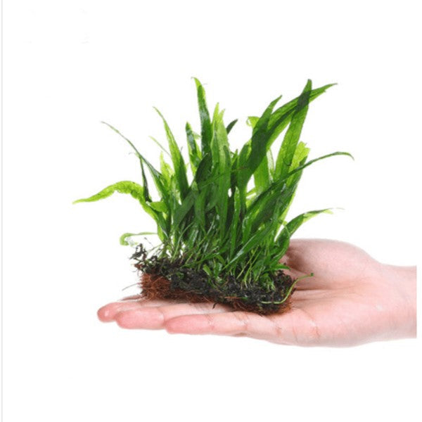 ミツデヘラシダ( Microsorum pteropus )