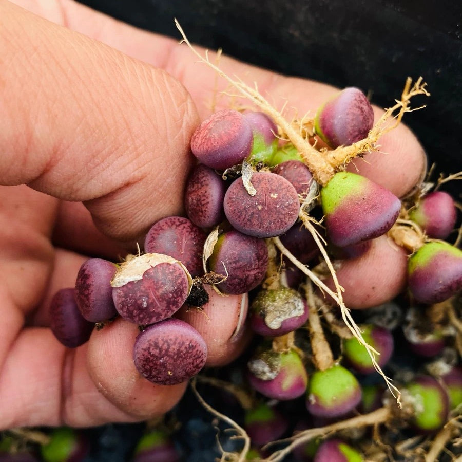 リトープス 紅紫勲