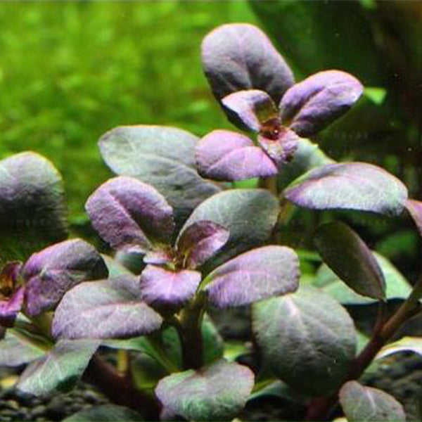 ロベリア・カージナリス‘ウェービー’(Lobelia cardinalis 'Wavy')