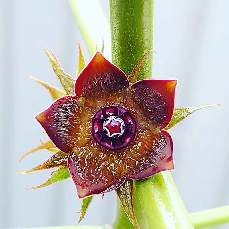 マテレアシクロフィラ 亀甲竜 (Matelea cyclophylla)