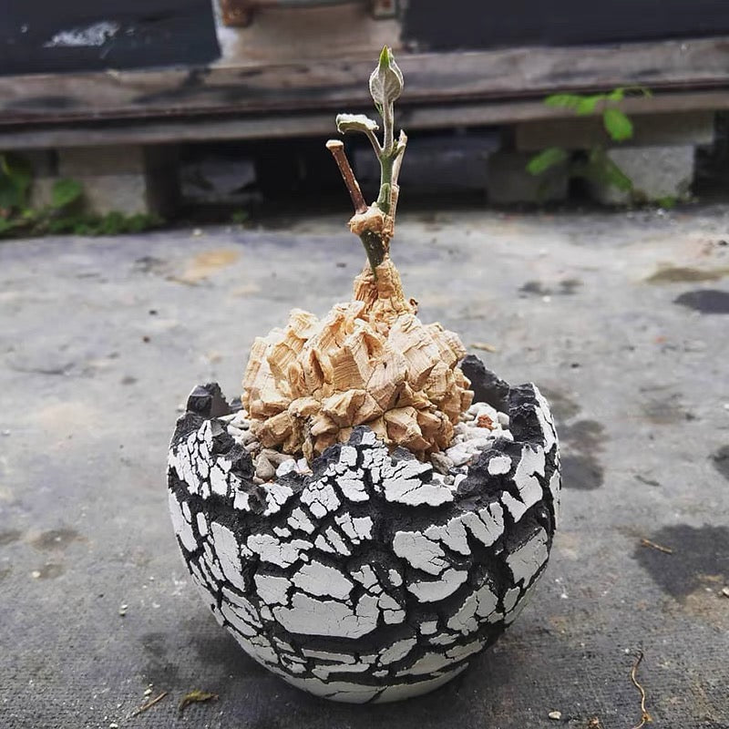 マテレアシクロフィラ 亀甲竜 (Matelea cyclophylla)