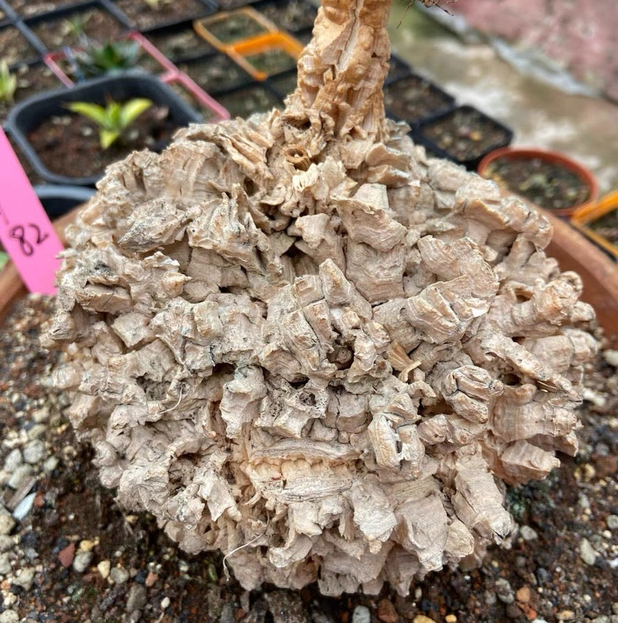 マテレアシクロフィラ 亀甲竜 (Matelea cyclophylla)
