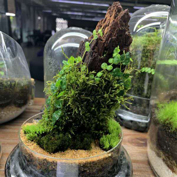 モス テラリウム セット