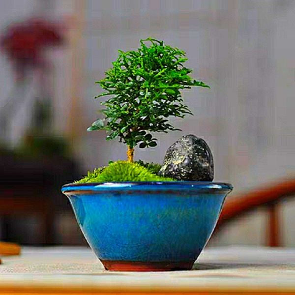 ミニボックスウッド 盆栽