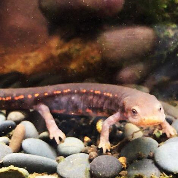 ムハンフトイモリ(Paramesotriton labiatus)