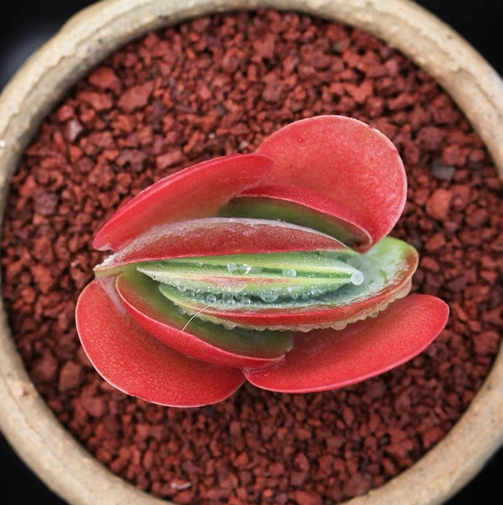 カランコエ デザートローズ (Kalanchoe thyrsiflora)