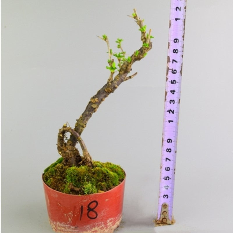 ブルークローバー 盆栽 Parochetus Communis Bonsai
