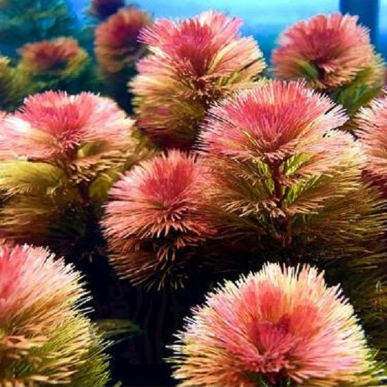 キクモ(ピンク)