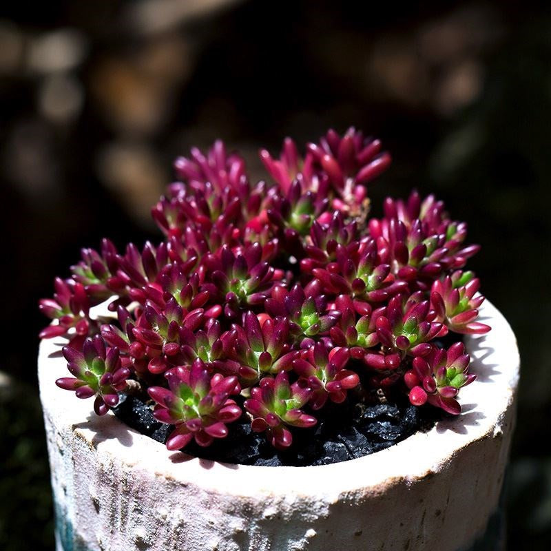 ポーチュラカ・ギリエシー