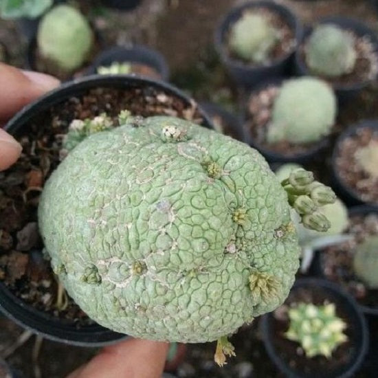 プセウドリトス ミギウルティヌス Pseudolithos migiurtinus