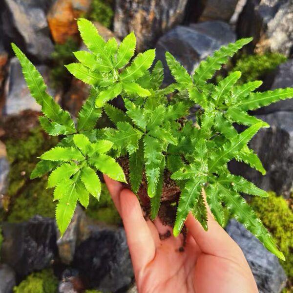 イノモトソウ( Pteris multifida )