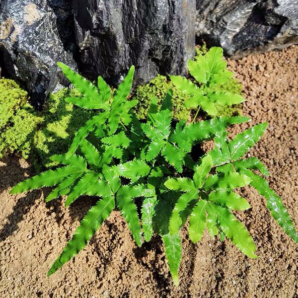 イノモトソウ( Pteris multifida )