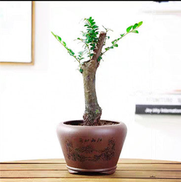 かきノキ 盆栽(Diospyros vaccinioides lindly)