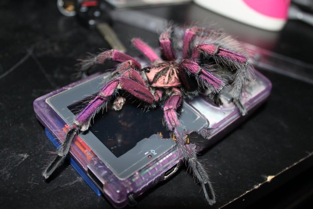 イマニス:コロンビアレッサーブラック Xenesthis immanis