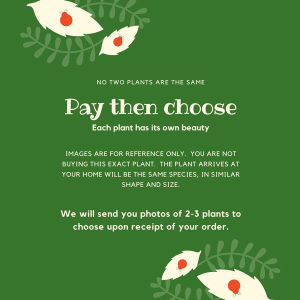 クロウメモドキ 盆栽