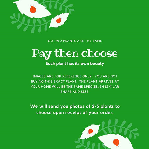 ツツジ 盆栽(Rhododendron Bonsai)