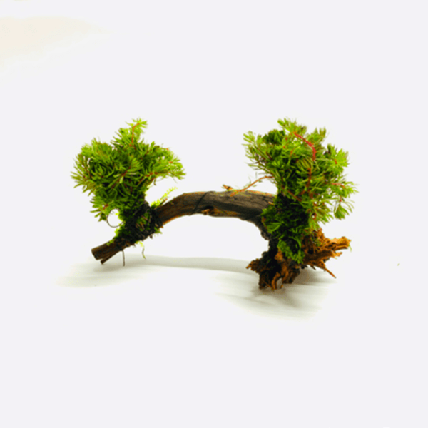 たちも (立藻) 流木付き(Myriophyllum papillosum)