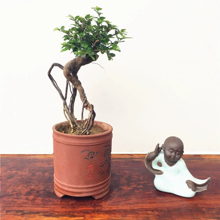 イボタ 盆栽 ( Sageretia theezans )